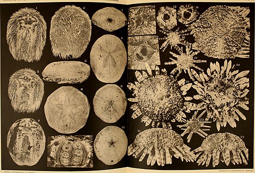 The Search for Fossils